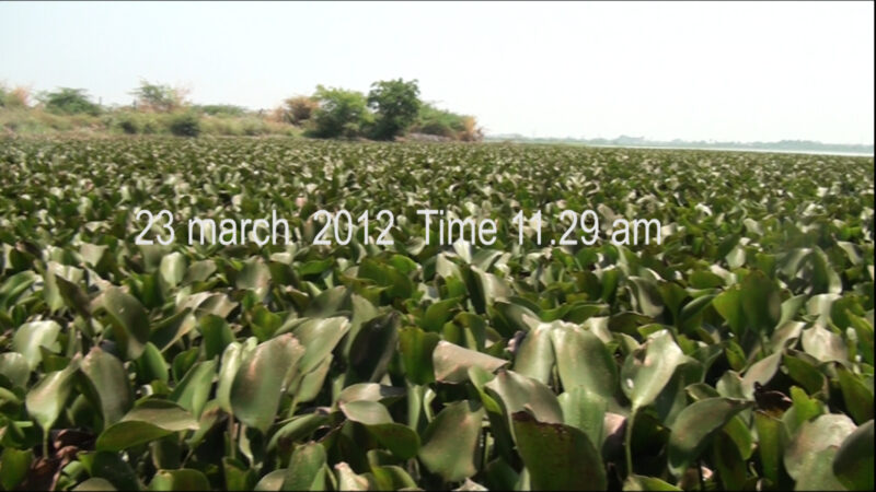 chemical to control water hyacinth from ponds, lakes, rivers