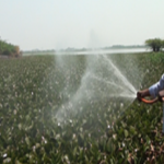 Phytocide is a highly effective reagent to control Water Hyacinth by destabilizing the chlorophyll structure and disrupting the photosynthesis cycle.