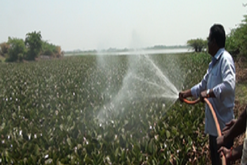 Phytocide is a highly effective reagent to control Water Hyacinth by destabilizing the chlorophyll structure and disrupting the photosynthesis cycle.
